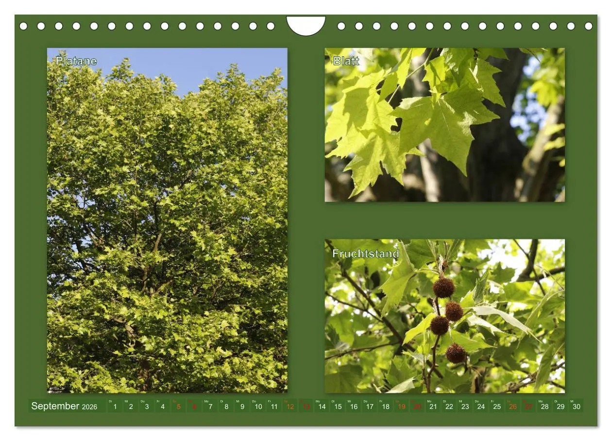 Bild: 9783457907214 | Faszinierende Bäume (Wandkalender 2026 DIN A4 quer), CALVENDO...